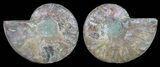 Polished Ammonite Pair - Agatized #59459-1